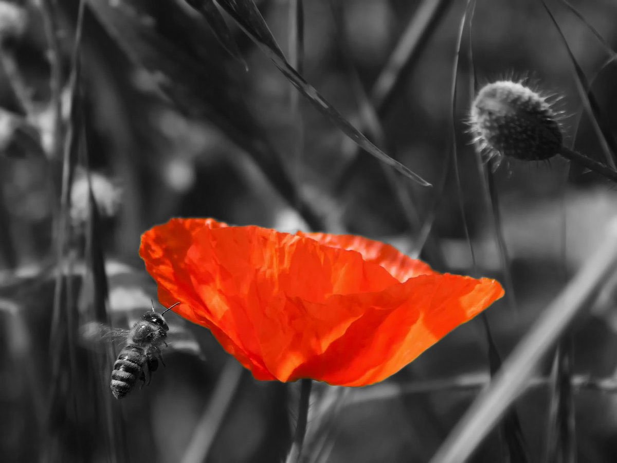 poppy with black and white background